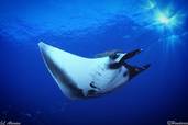 Manta <br>© Villa Carey