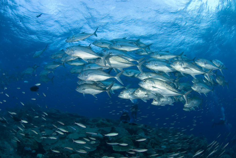 Fischschwarm ueber einem Riff in Indonesien