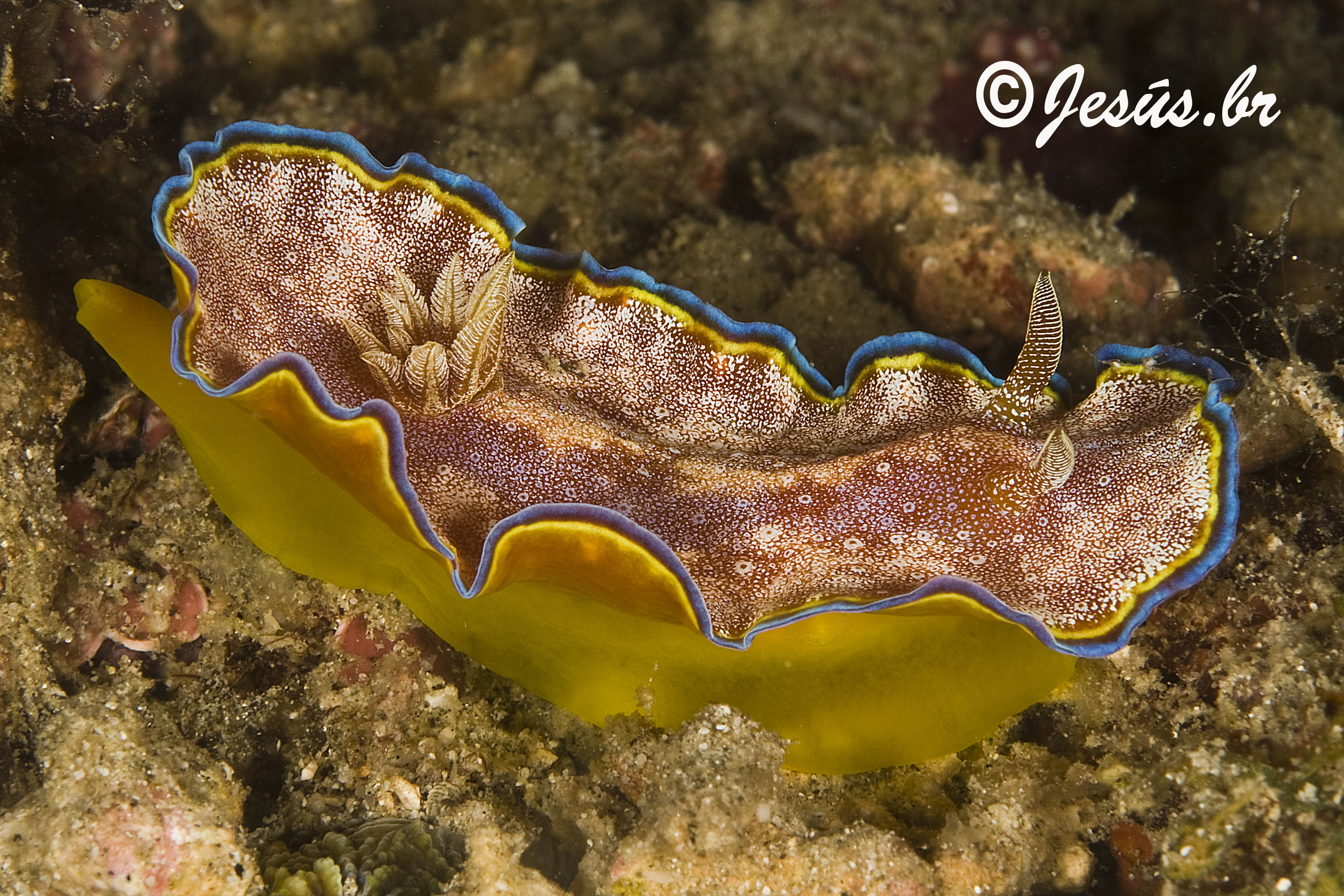 Buceo Anilao