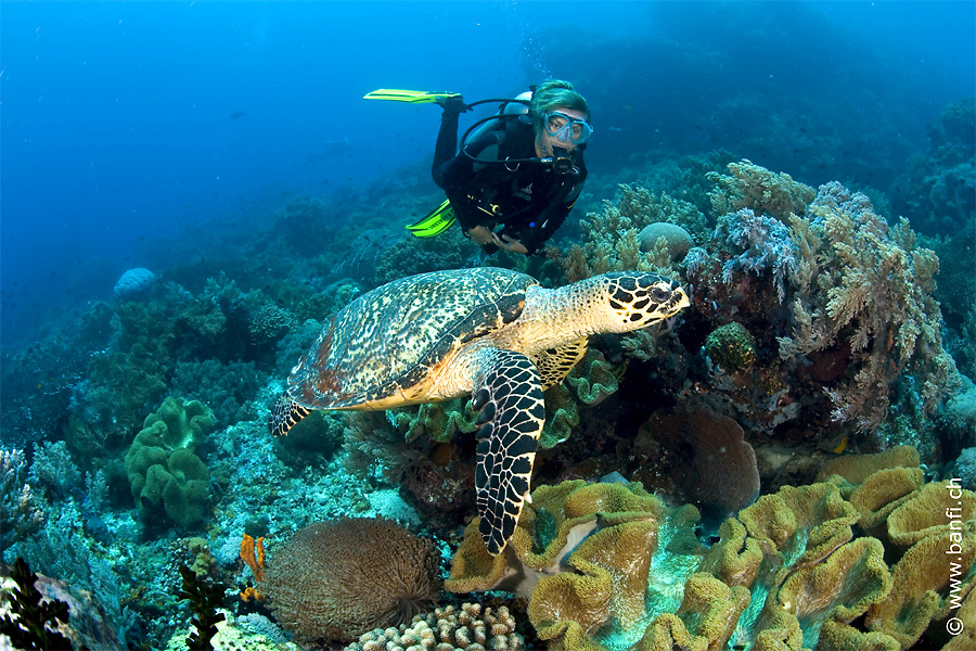 Negros & Siquijor