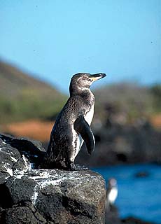 Pinguin