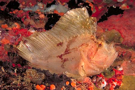 Schaukelfisch