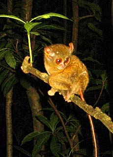 Tarsius Affe