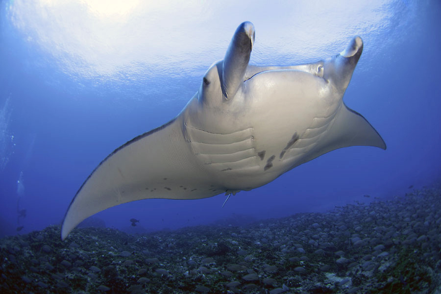 Manta© Top Dive