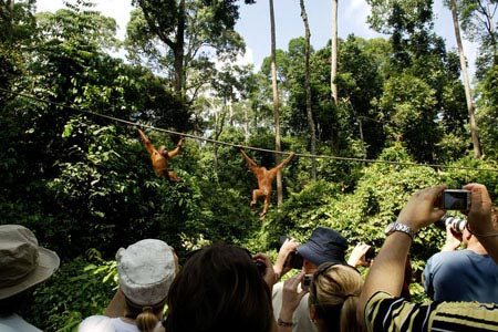 Orang Utan - Fütterung