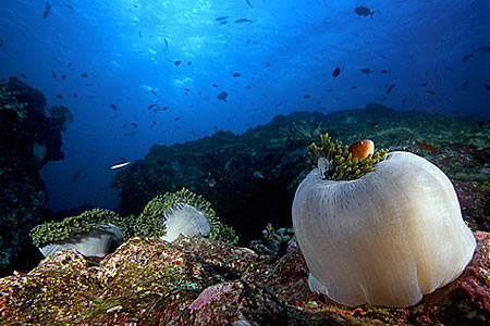 Anemone