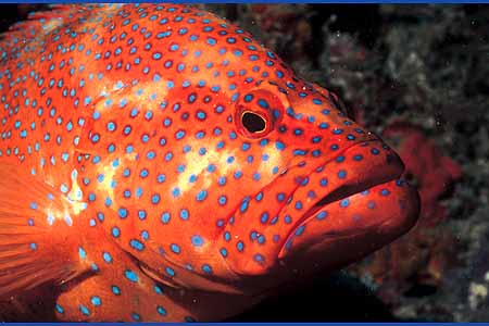 Angel Fish Dive Center