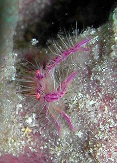 Schwamm Krabbe