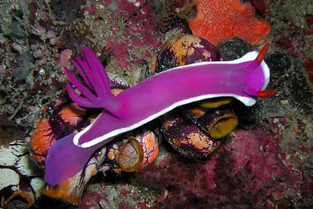 Nacktschnecke