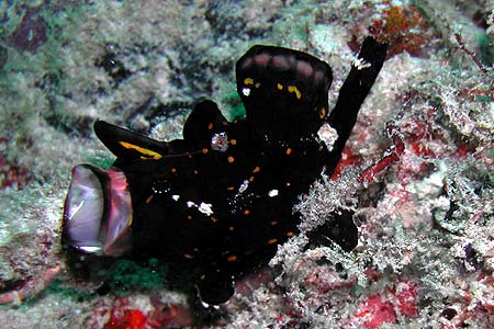 Anglerfisch