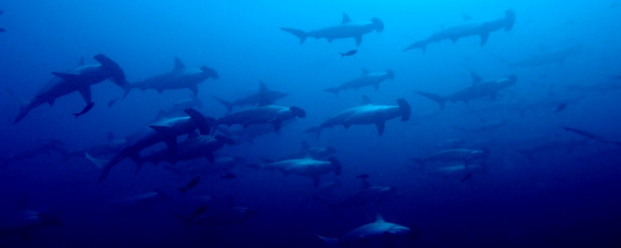 Hammerhaie© Reinhard Dirscherl Ocean Photo