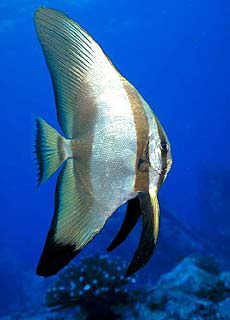 Fledermausfisch
