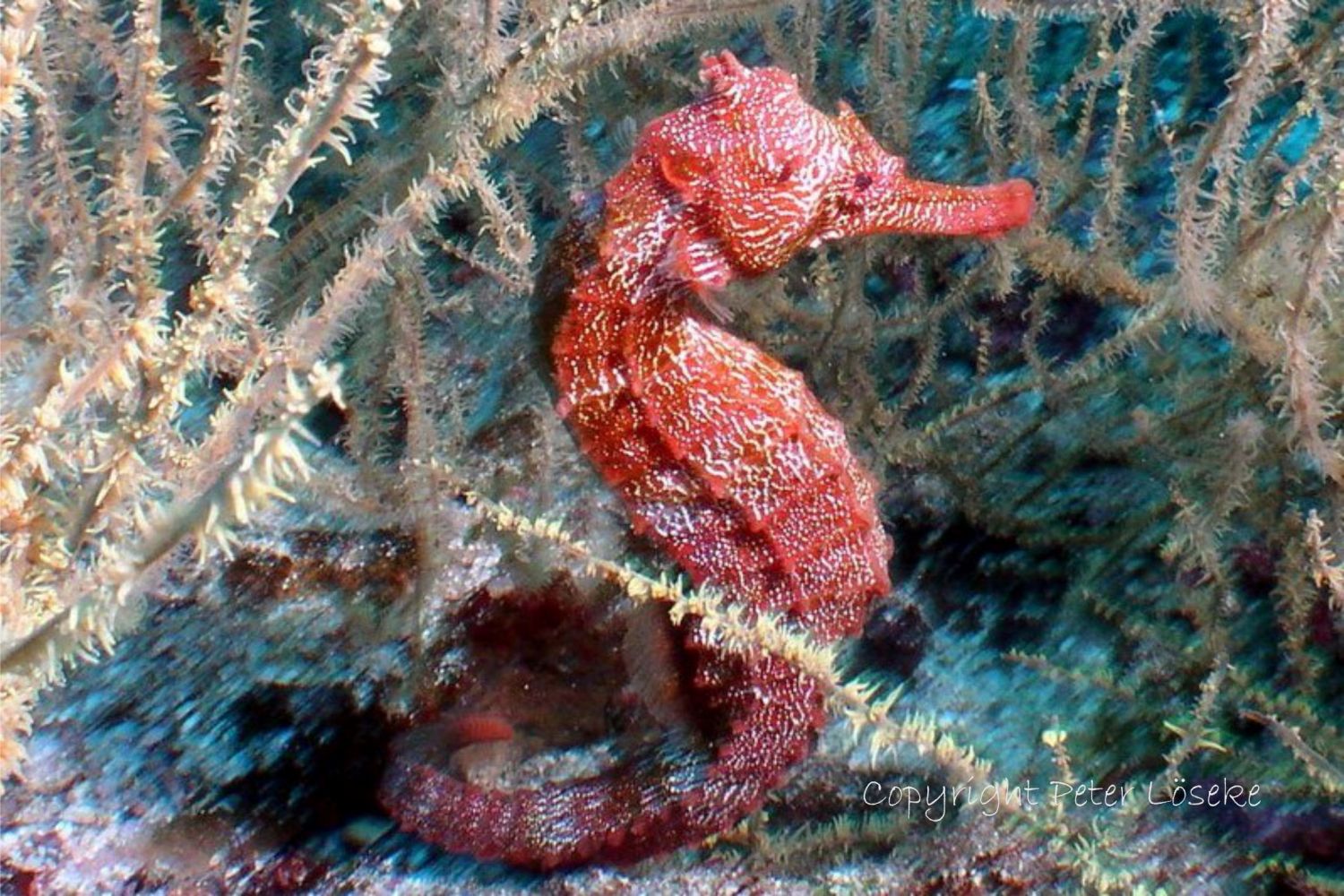 Galapagos Seepferdchen© Peter Löseke