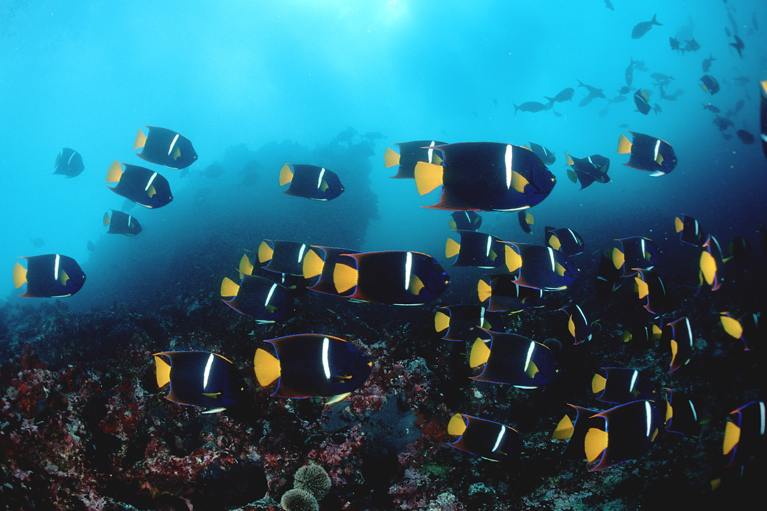 Galapagos Kaiserfische © Reinhard Dirscherl