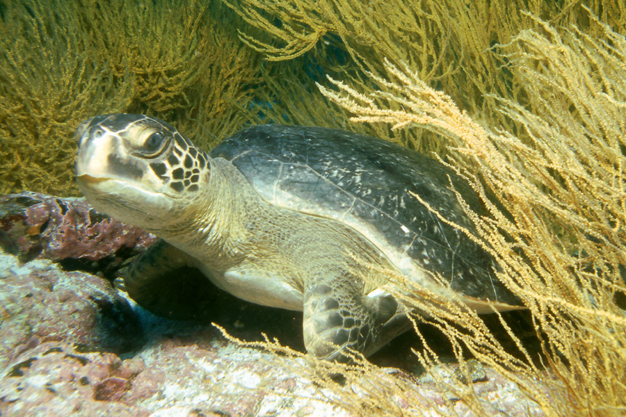 Wasserschildkröte© Dirk Czerwek