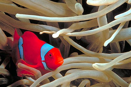 Anemonenfisch