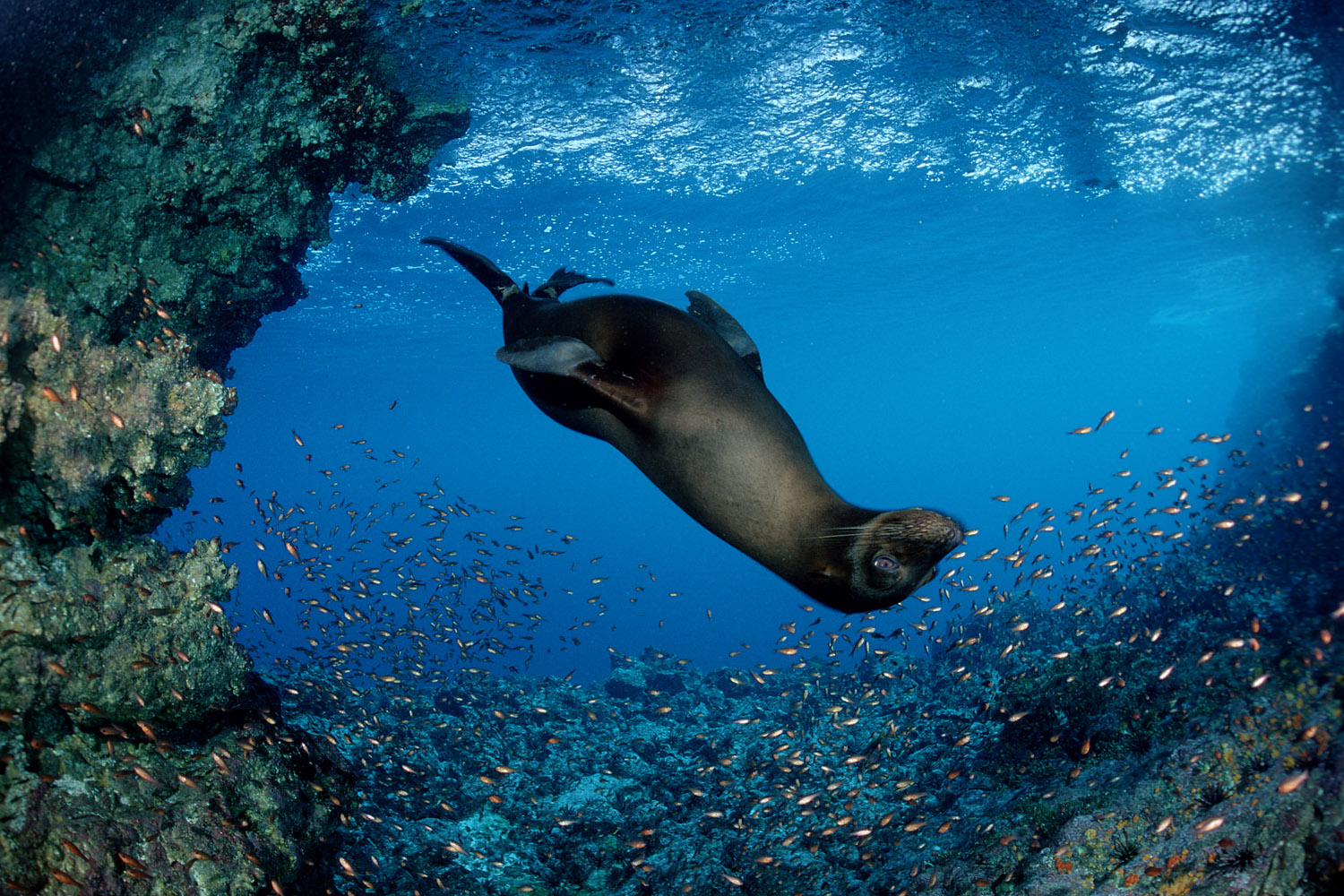 Galapagos Seelöwe © Reinhard Dirscherl