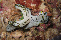 Ankunft in Cebu
