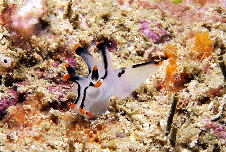 Cocobana Resort