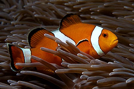 Anemonenfisch
