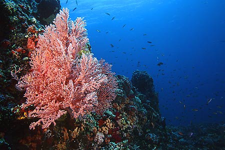 Gorgonie