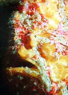 Anglerfisch