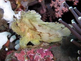 Schaukelfisch