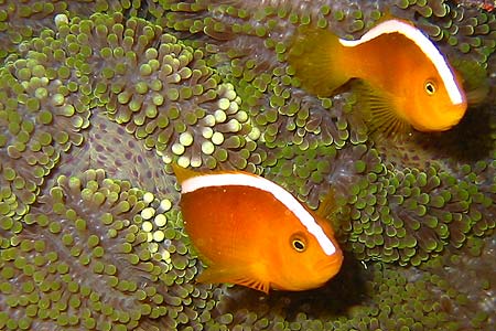 Anemonenfische