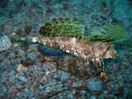 Leierfisch