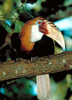 Tukan