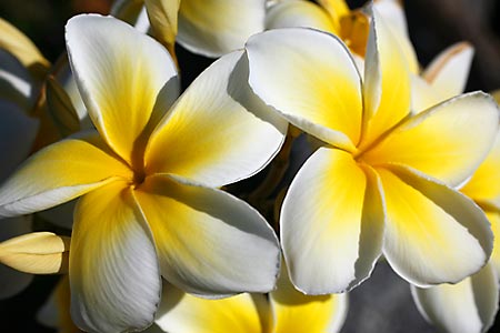 Frangipani-Blüten