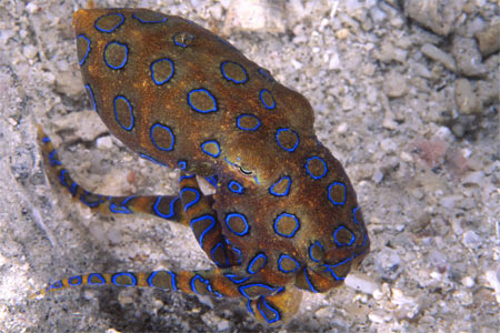 Blauring Octopus