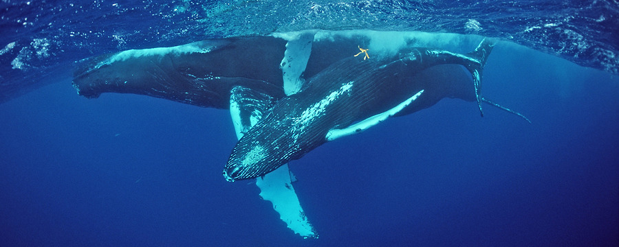 Buckelwalmutter mit Kalb© Reinhard Dirscherl - www.ocean-photos.de