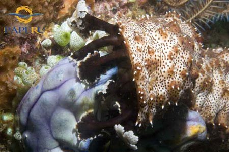 underwater