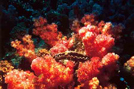 Giant Clam and Red Coral
