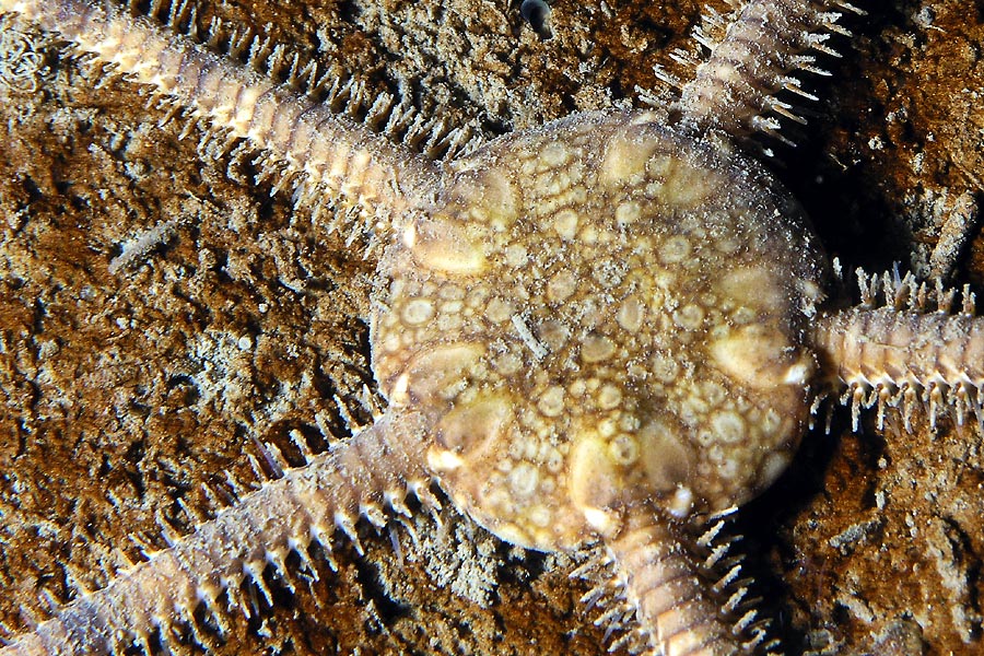 Brittle Star© Jonas Thormar, Oceanwide Expeditions
