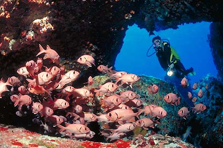 Soldatenfische