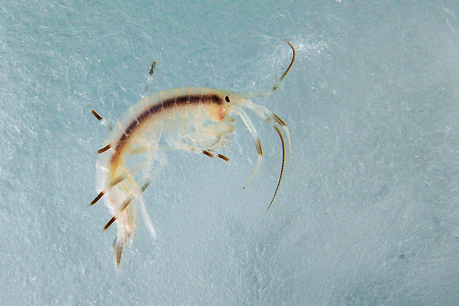 Ice amphipod© Jonas Thormar, Oceanwide Expeditions