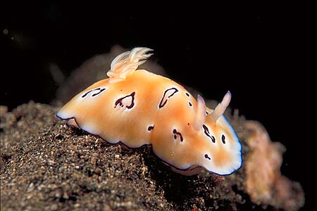 Nacktschnecke