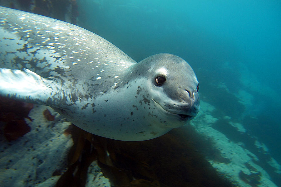 Robbe© Jonas Thormar, Oceanwide Expeditions