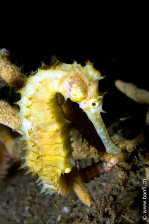 Club Ocellaris