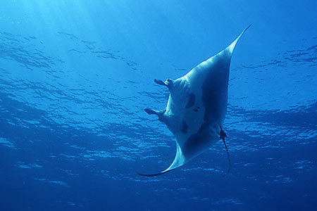 Manta