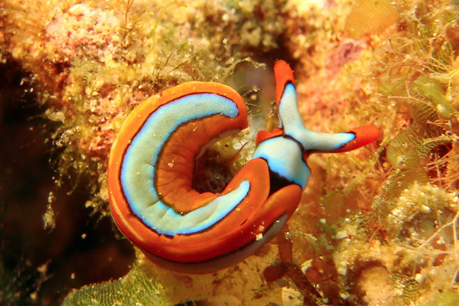 Takatuka Lodge and Dive Resort