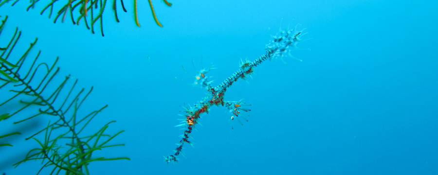 Takatuka Lodge and Dive Resort