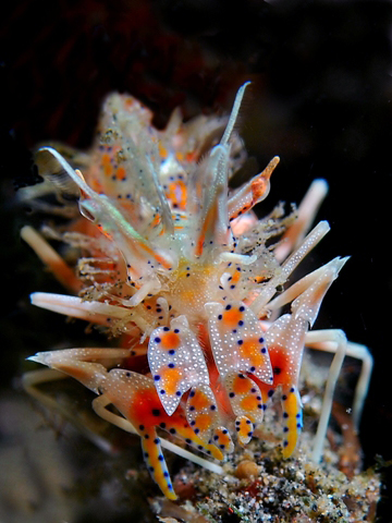 Walea Dive Resort