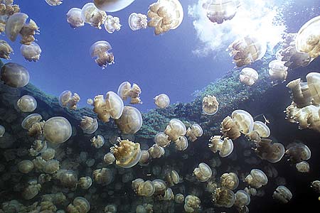 Jellyfish Lake