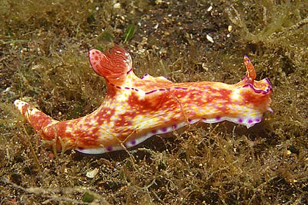 Nacktschnecke