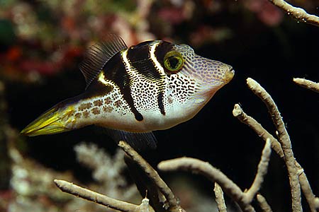 Feilenfisch