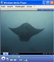 Palau Unterwasserimpressionen: Mantas, Haie und der Jellyfishlake