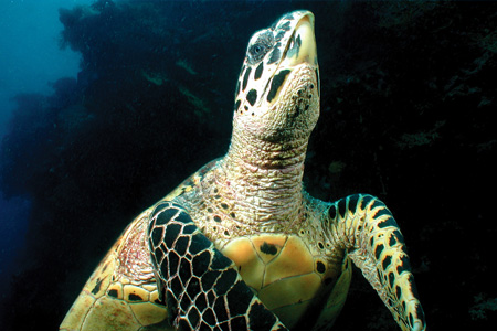 Schildkröte